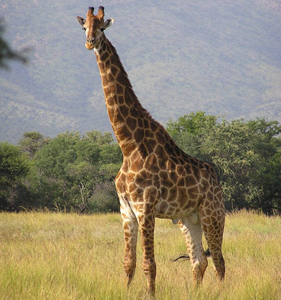 Safari Lady